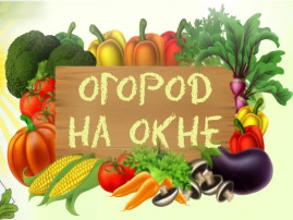 ОГОРОД НА ОКНЕ ОГОРОД НА ОКНЕ.